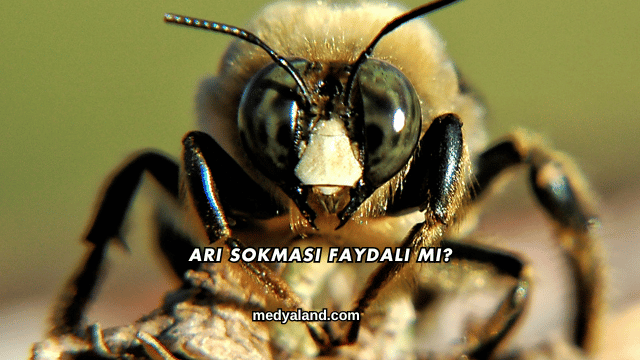 Arı Sokması Faydalı mı?