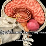 Corpus Callosum Nasıl Geliştirilir?