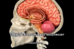 Corpus Callosum Nasıl Geliştirilir?