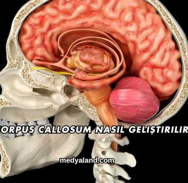 Corpus Callosum Nasıl Geliştirilir?