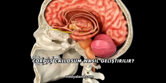 Corpus Callosum Nasıl Geliştirilir?