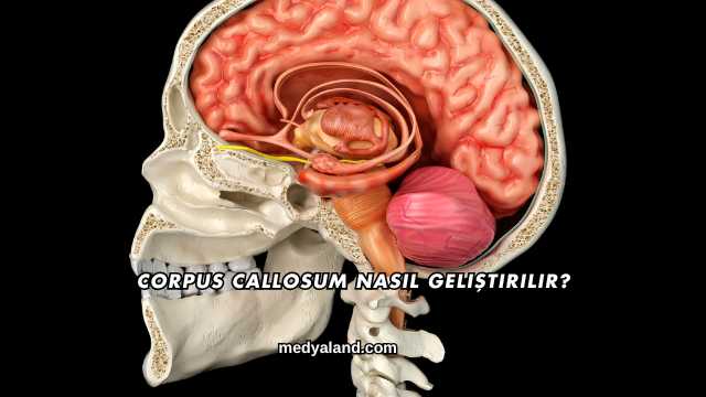 Corpus Callosum Nasıl Geliştirilir?