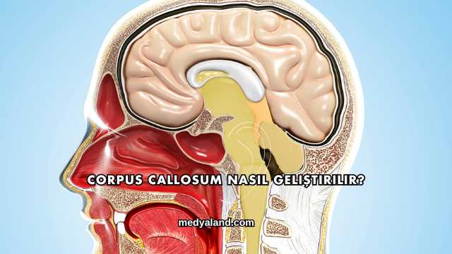 Corpus Callosum Nasıl Geliştirilir?