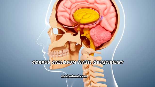 Corpus Callosum Nasıl Geliştirilir?