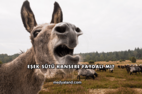 Eşek Sütü Kansere Faydalı mı?