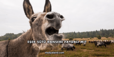 Eşek Sütü Kansere Faydalı mı?