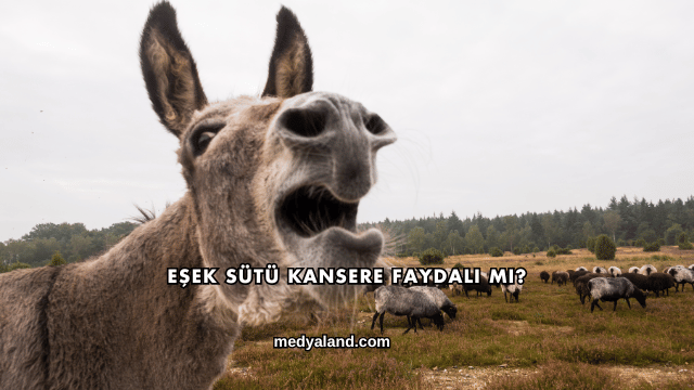 Eşek Sütü Kansere Faydalı mı?