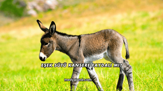 Eşek Sütü Kansere Faydalı mı?