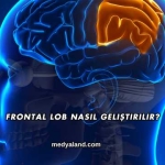 Frontal Lob Nasıl Geliştirilir?