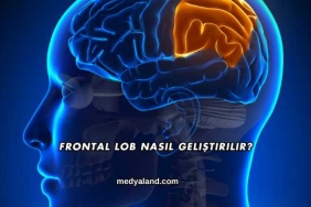 Frontal Lob Nasıl Geliştirilir?