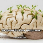 Hipokampüs Nasıl Geliştirilir?