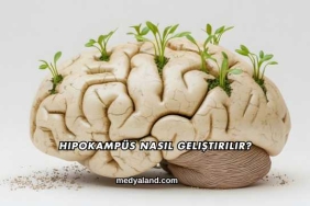 Hipokampüs Nasıl Geliştirilir?