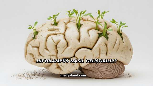 Hipokampüs Nasıl Geliştirilir?