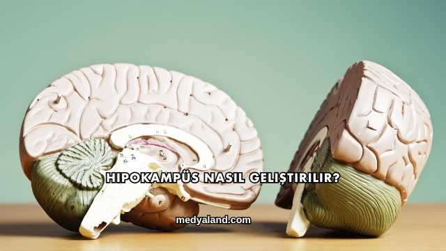 Hipokampüs Nasıl Geliştirilir?