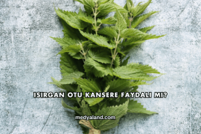 Isırgan Otu Kansere Faydalı mı?
