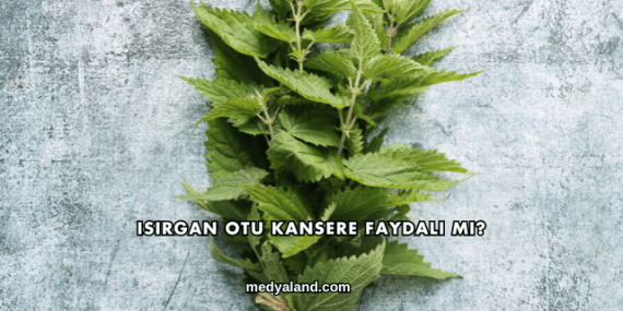 Isırgan Otu Kansere Faydalı mı?