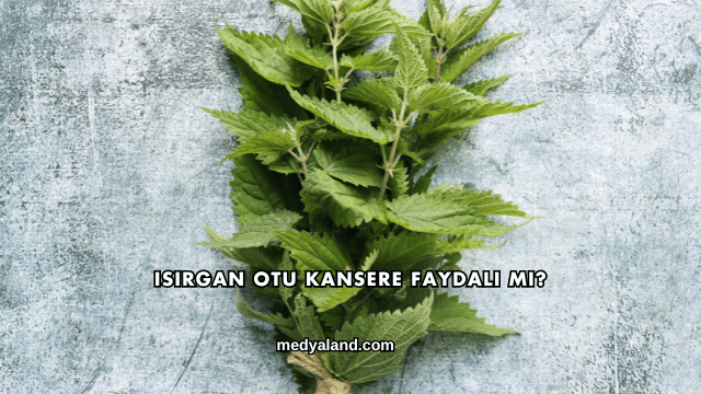 Isırgan Otu Kansere Faydalı mı?