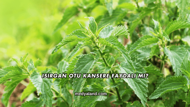 Isırgan Otu Kansere Faydalı mı?