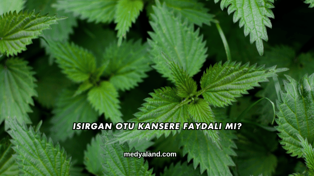 Isırgan Otu Kansere Faydalı mı?