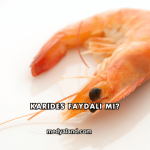 Karides Faydalı mı?