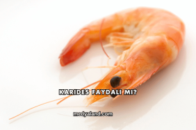 Karides Faydalı mı?