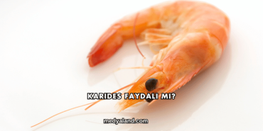 Karides Faydalı mı?