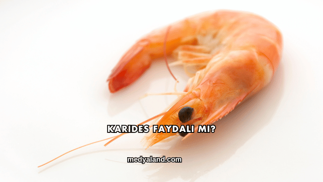 Karides Faydalı mı?