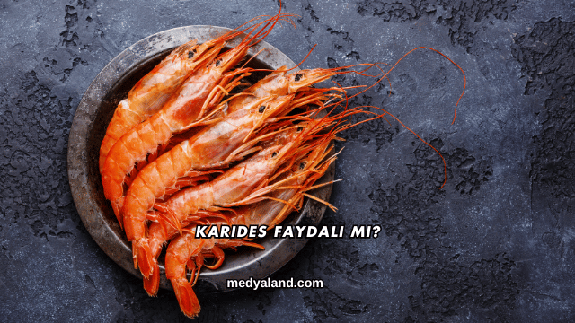 Karides Faydalı mı?