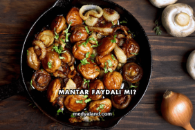 Mantar Faydalı mı?
