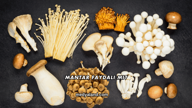 Mantar Faydalı mı?