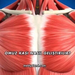 Omuz Kası Nasıl Geliştirilir?