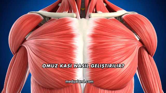 Omuz Kası Nasıl Geliştirilir?