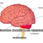 Prefrontal Korteks Nasıl Geliştirilir?