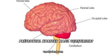 Prefrontal Korteks Nasıl Geliştirilir?