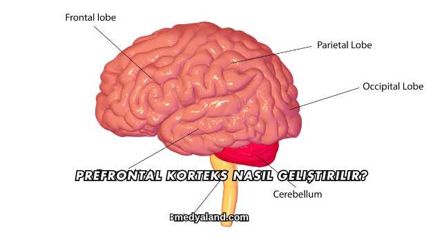 Prefrontal Korteks Nasıl Geliştirilir?