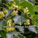 Gebelikte Ihlamur İçilir mi?