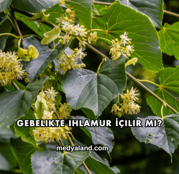 Gebelikte Ihlamur İçilir mi?