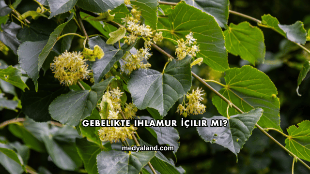 Gebelikte Ihlamur İçilir mi?