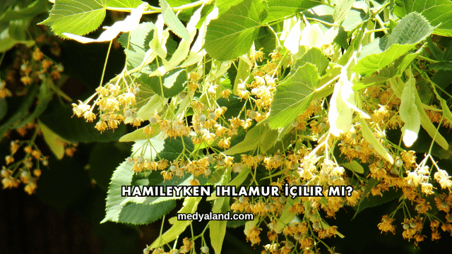 Hamileyken Ihlamur İçilir mi?