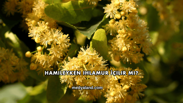 Hamileyken Ihlamur İçilir mi?