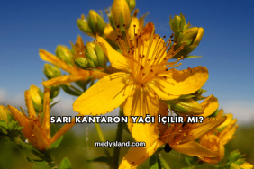 Sarı Kantaron Yağı İçilir mi?