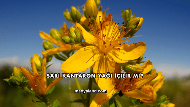 Sarı Kantaron Yağı İçilir mi?