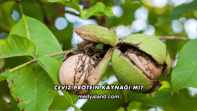 Ceviz Protein Kaynağı mı?