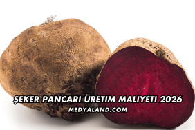 Şeker Pancarı Üretim Maliyeti 2026