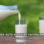 Eşek Sütü Kansere Faydalı mı?