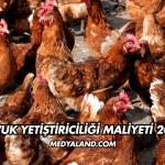 Tavuk Yetiştiriciliği Maliyeti 2026