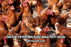 Tavuk Yetiştiriciliği Maliyeti 2026