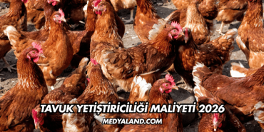 Tavuk Yetiştiriciliği Maliyeti 2026