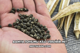 Bamya Tohumu Kilo Verdirir mi?